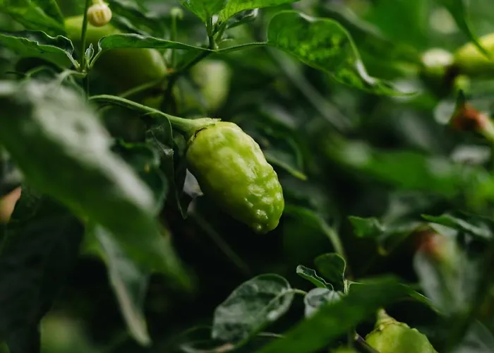 Gils Experience * 大里贝拉